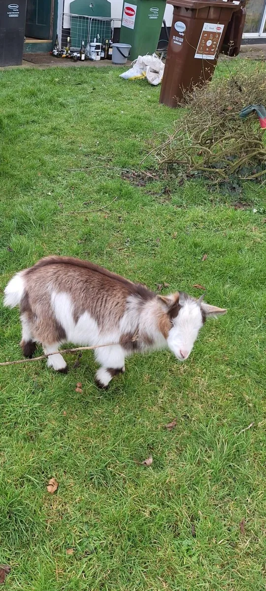 Pet Goats - Image 4