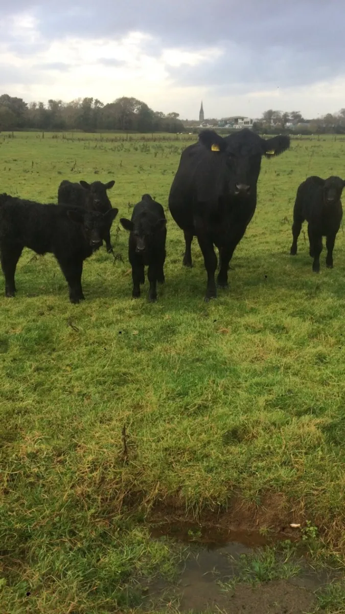 Pedigree Aberdeen Angus females - Image 1
