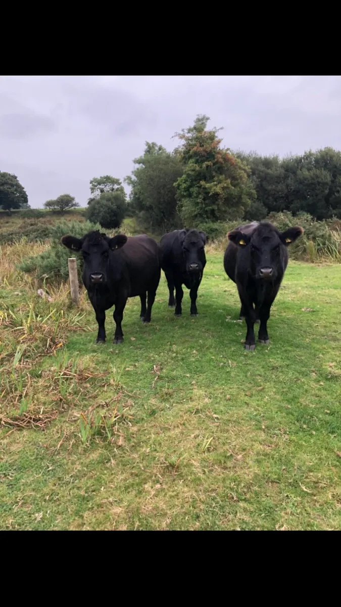Pedigree Aberdeen Angus females - Image 2