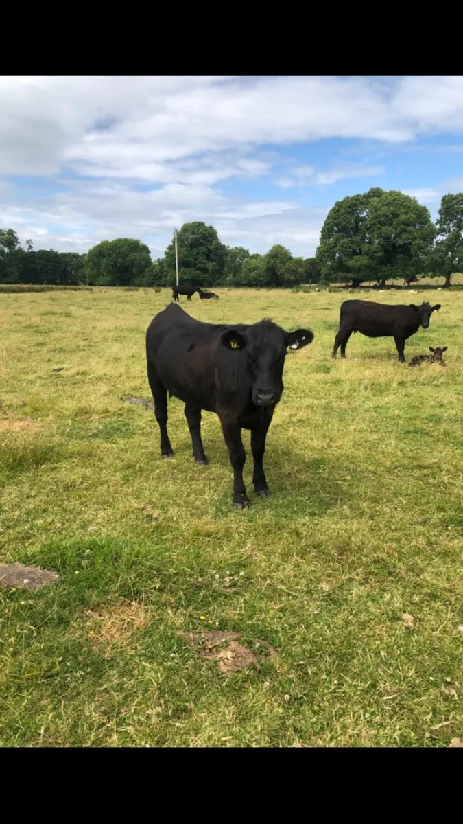 Pedigree Aberdeen Angus females - Image 3