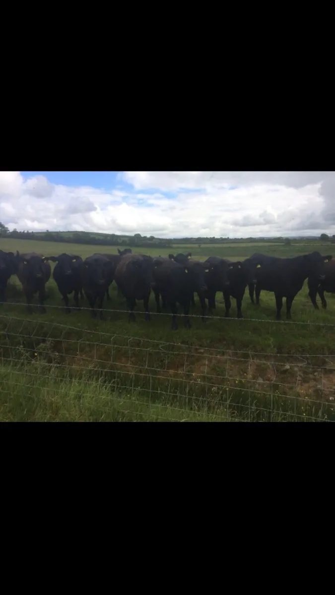 Pedigree Aberdeen Angus females - Image 4