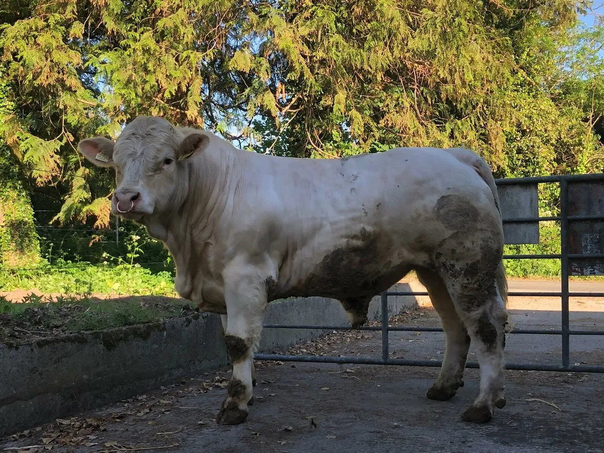 charolais bulls. 5⭐️  3% calfing. - Image 1