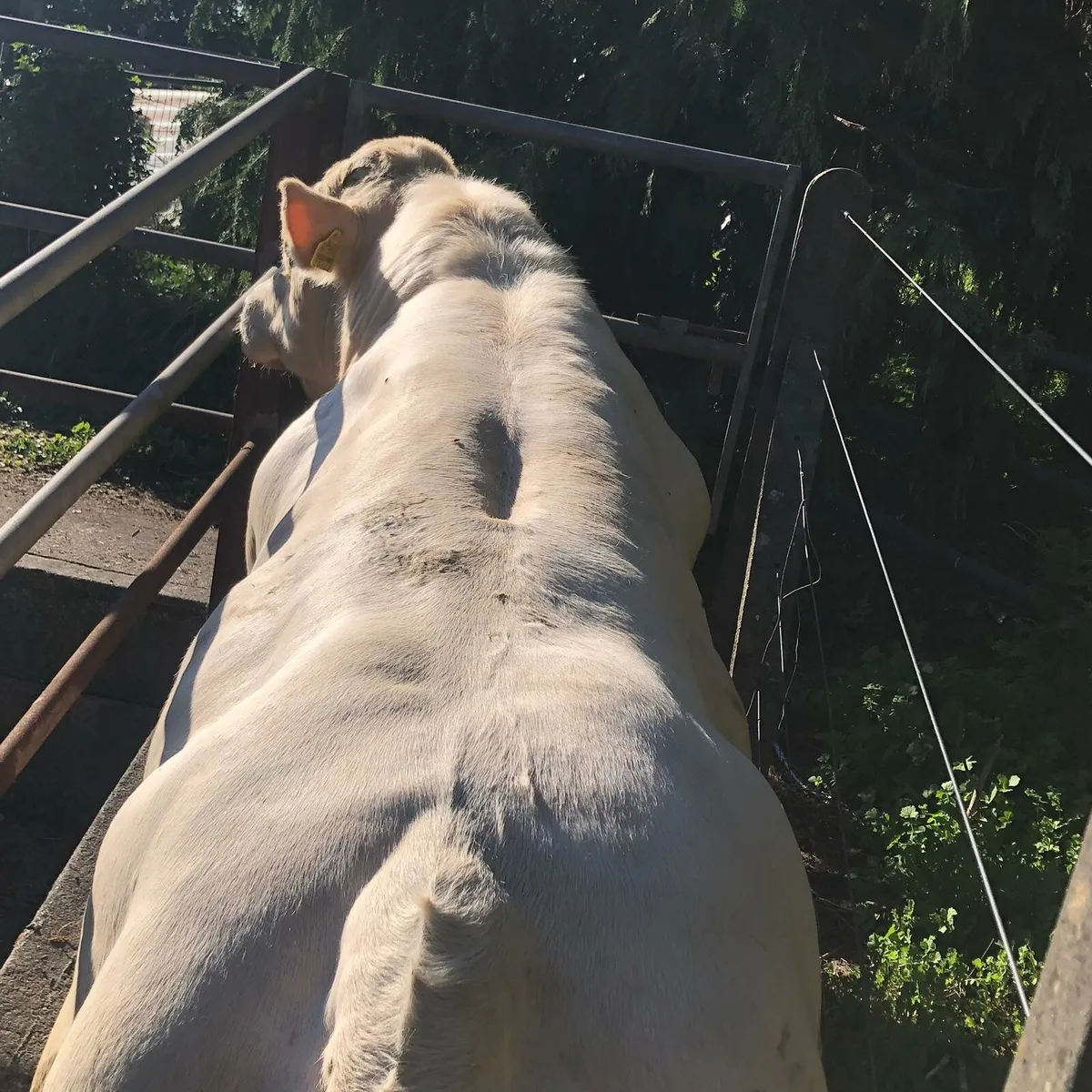 charolais bulls. 5⭐️  3% calfing. - Image 2