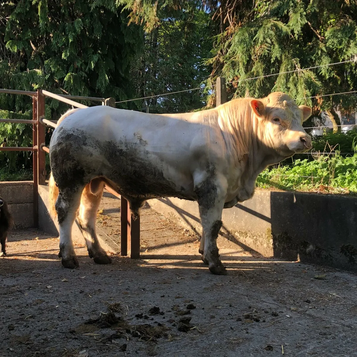 charolais bulls. 5⭐️  3% calfing. - Image 3