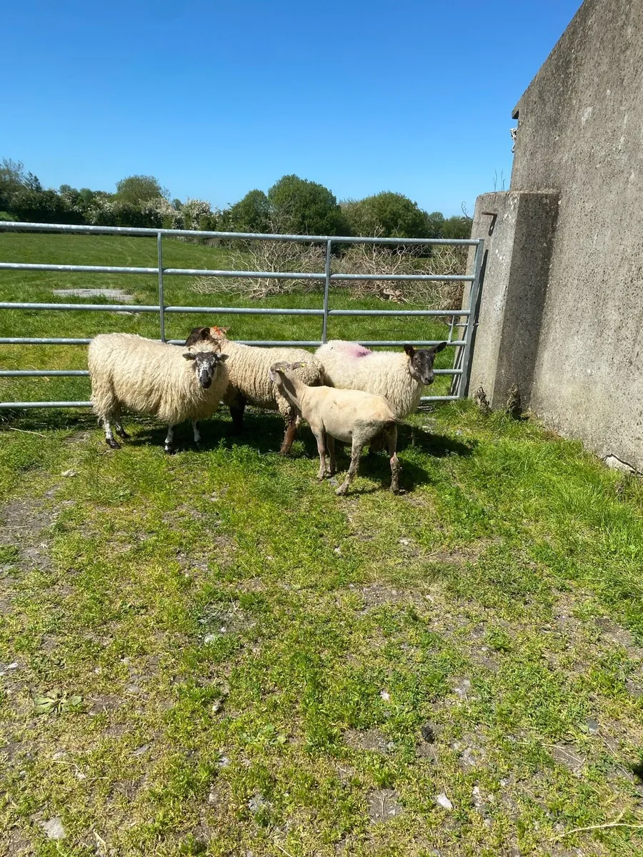 Hogget’s