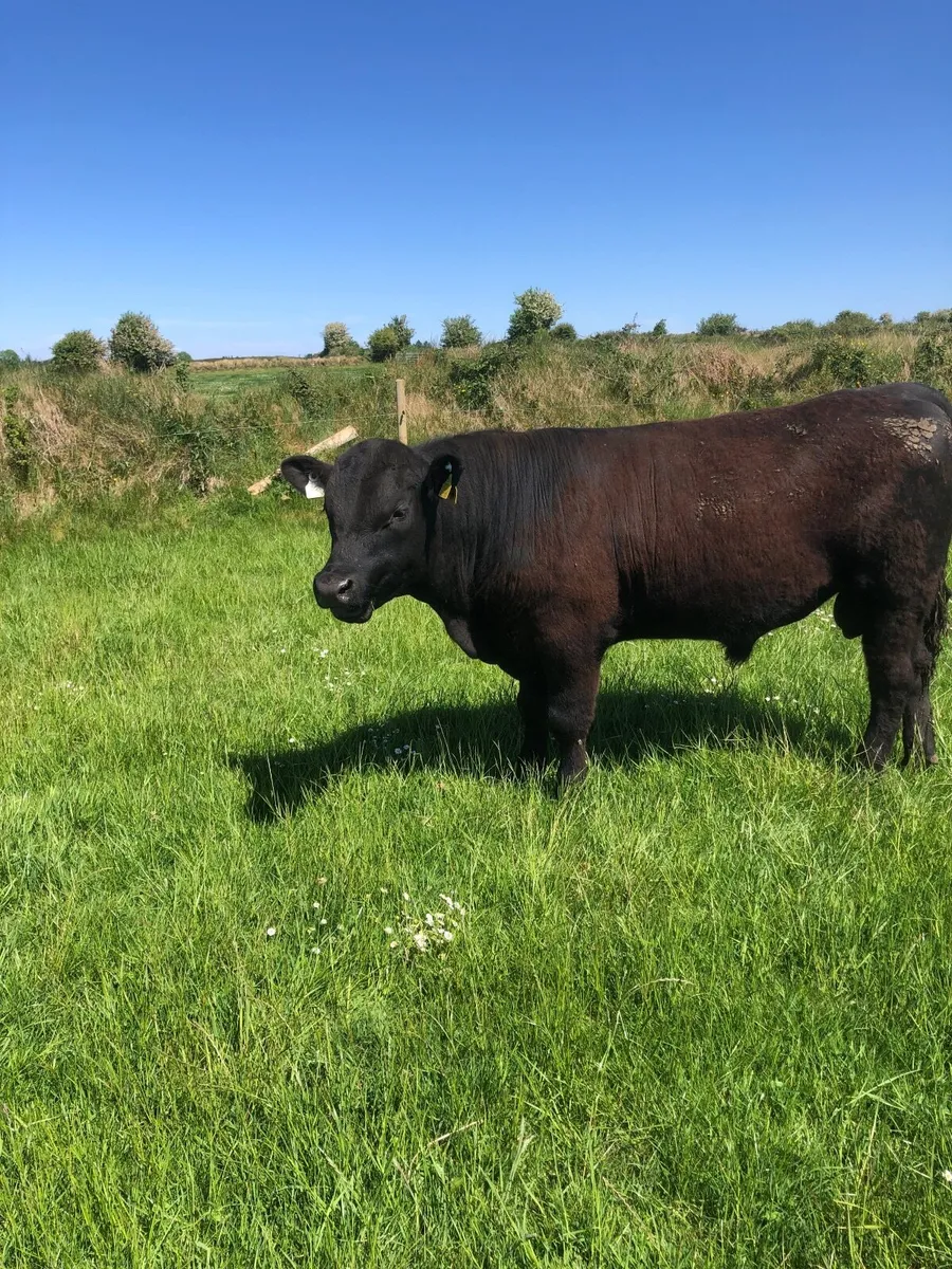 AA bull