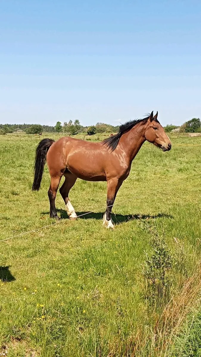 Irish draught mare and selection of stock - Image 1