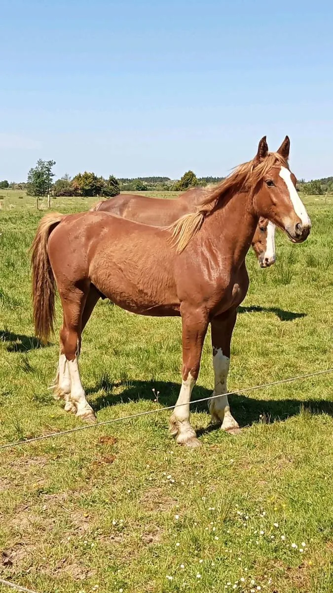 Draught mare and some young stock - Image 3