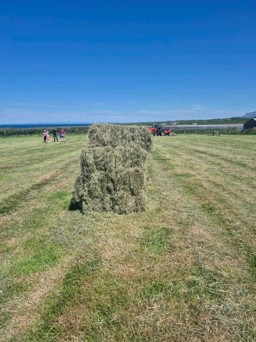 Hay square bales - Image 1
