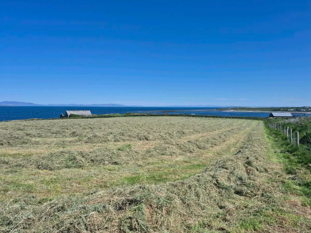 Hay square bales - Image 2