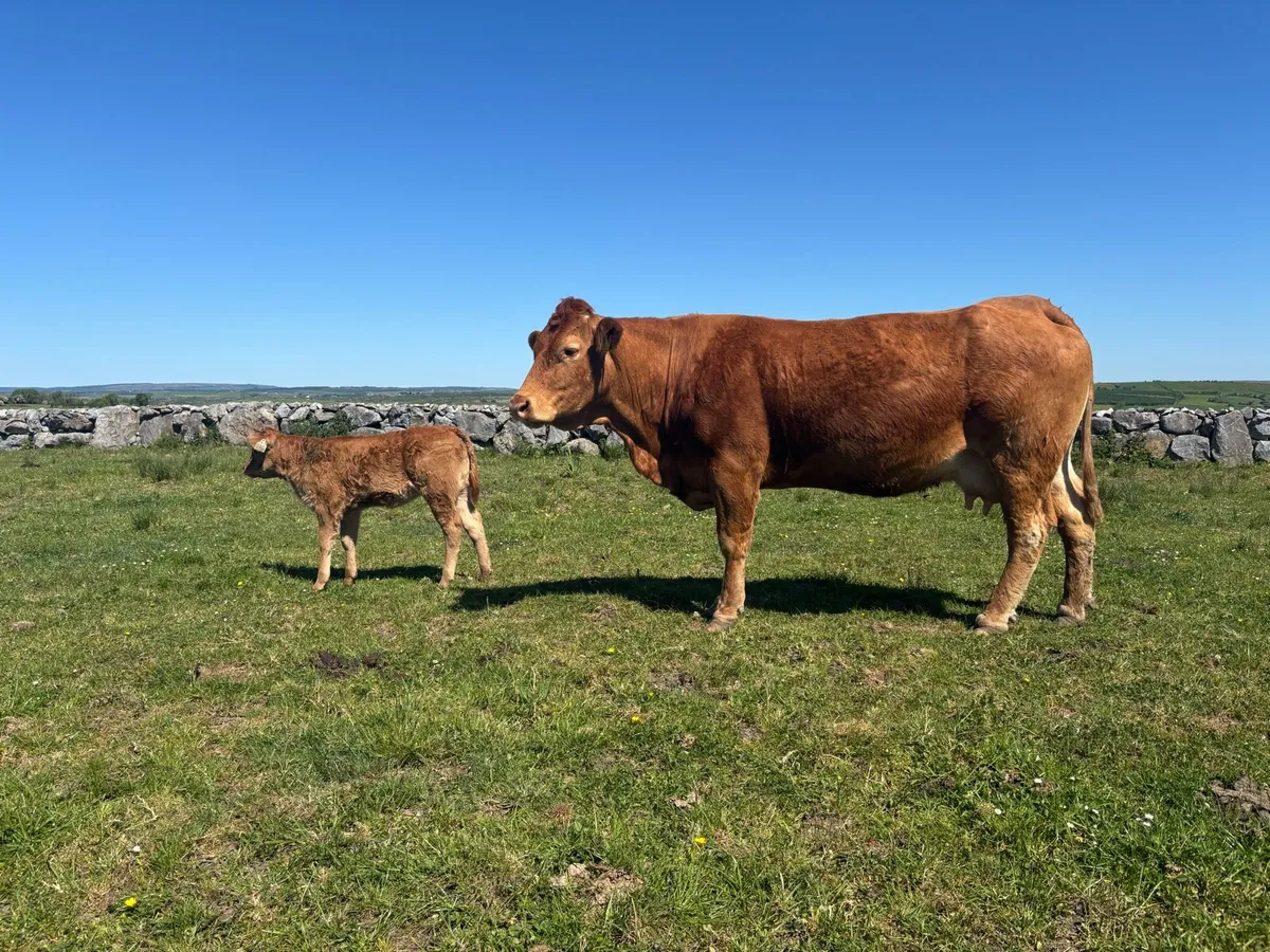 *For Sale* PBR Lim cow & calf - Image 1