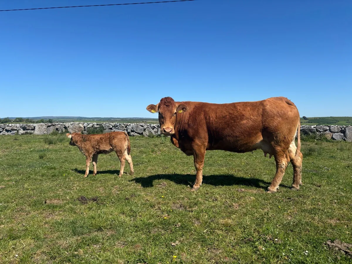 *For Sale* PBR Lim cow & calf - Image 2