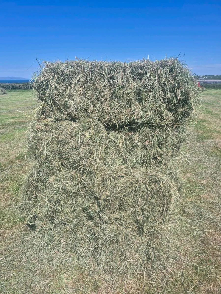 Hay square bales - Image 3
