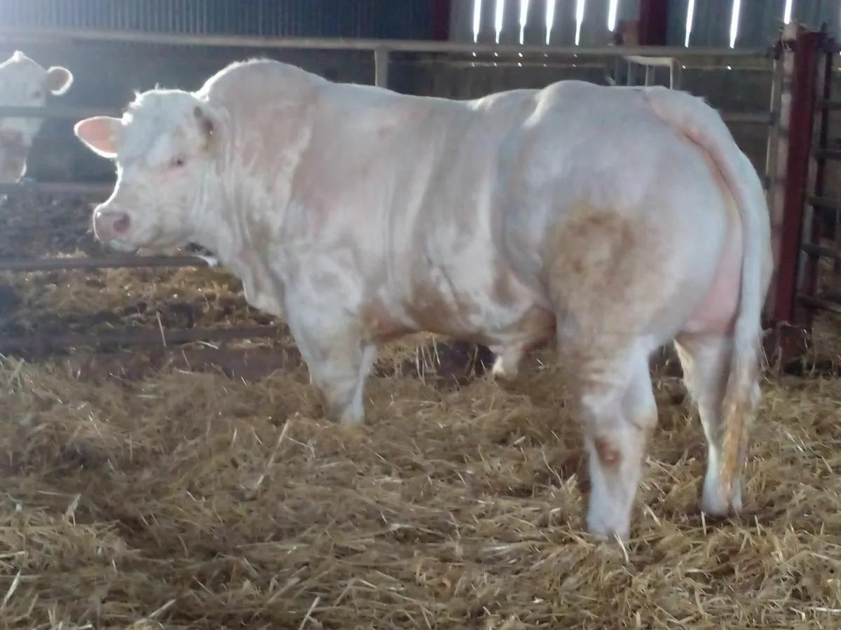Purebred Charolais bull - Image 2