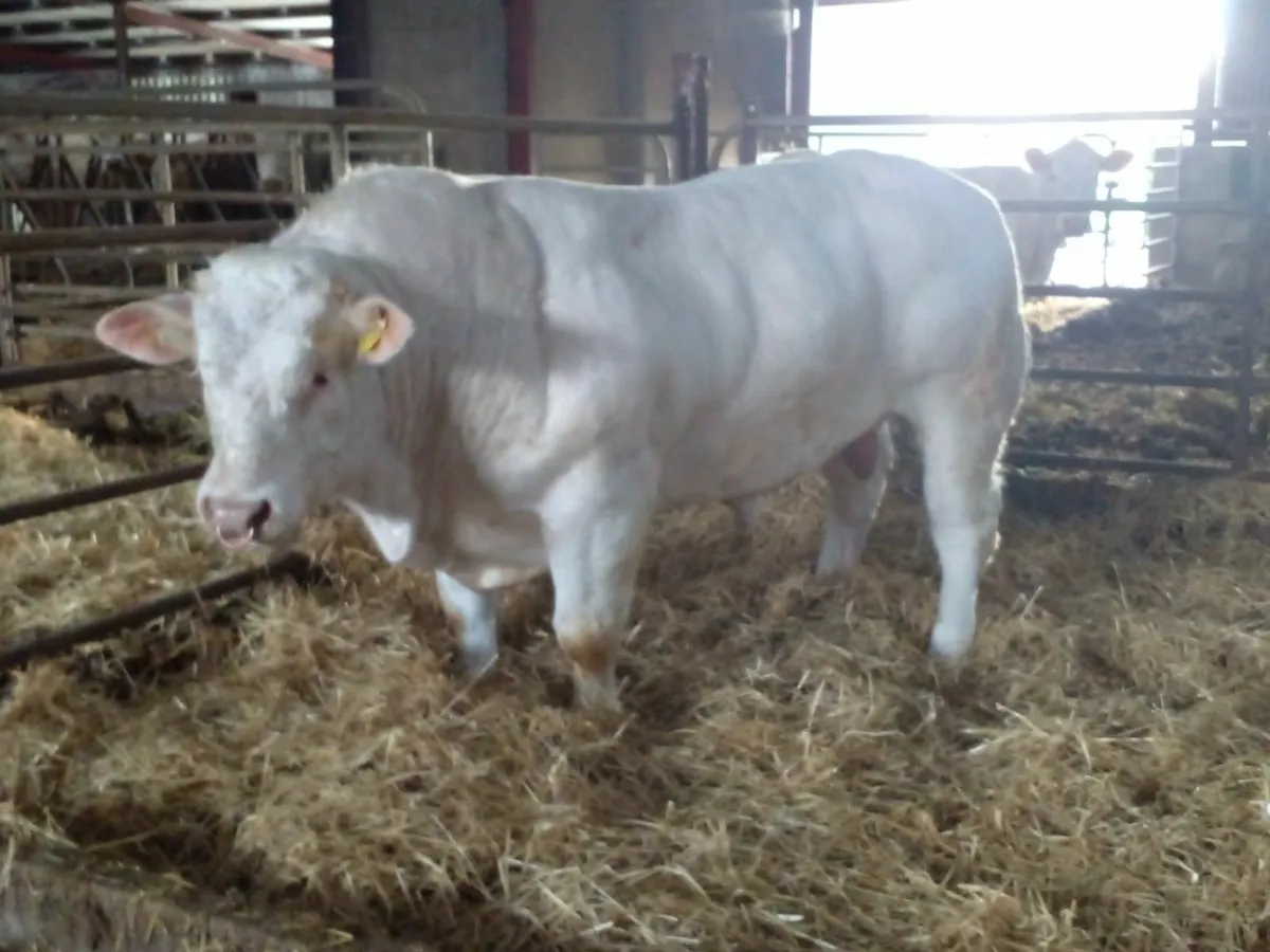 Purebred Charolais bull - Image 1