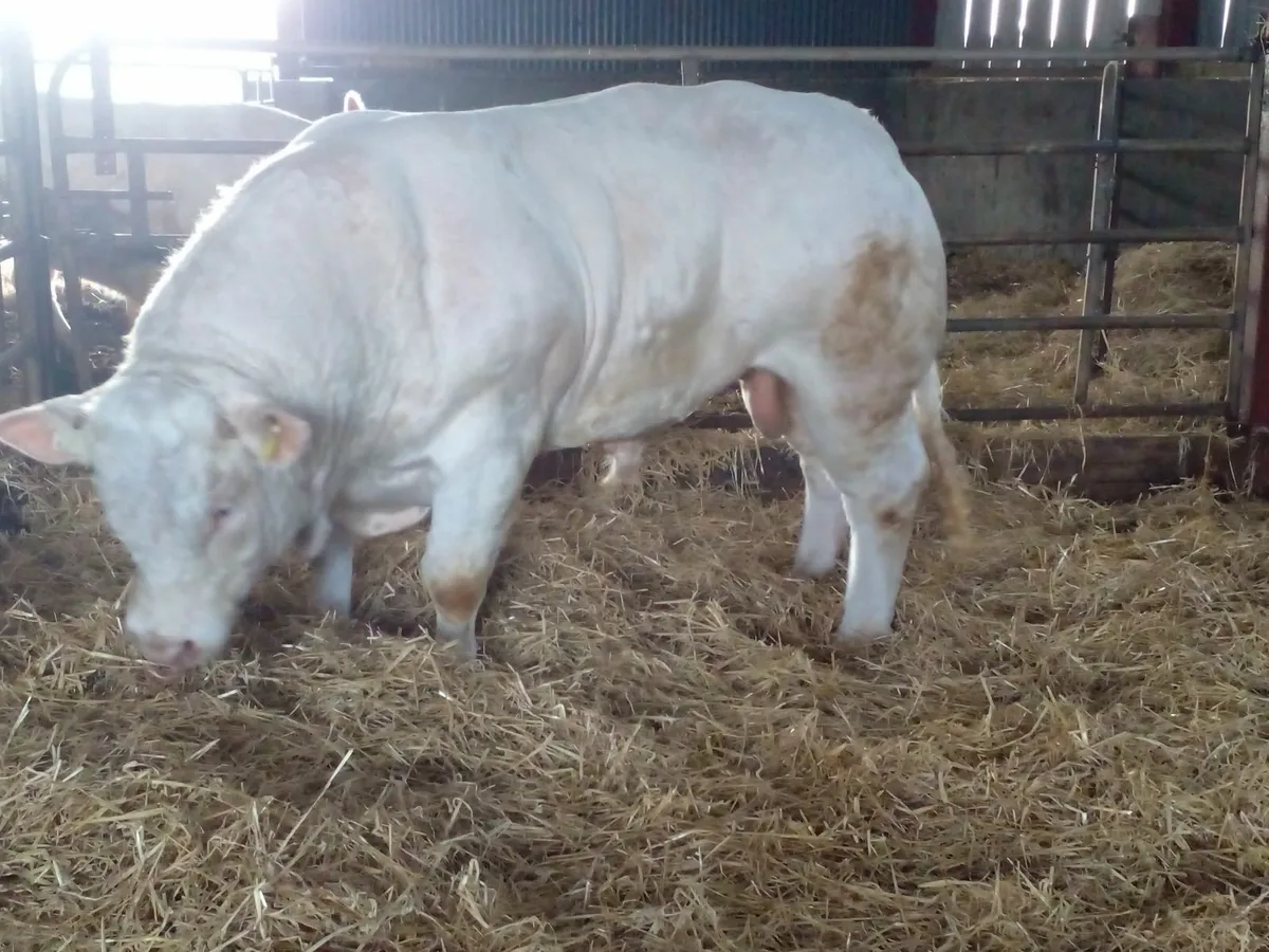 Purebred Charolais bull - Image 3