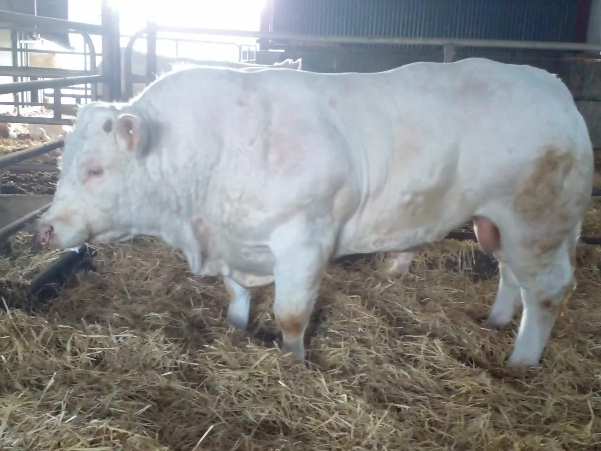 Purebred Charolais bull - Image 4