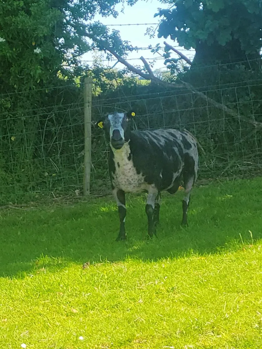 Spotted Dutch ram and two year old rams - Image 1