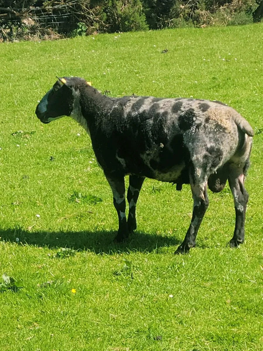 Spotted Dutch ram and two year old rams - Image 3