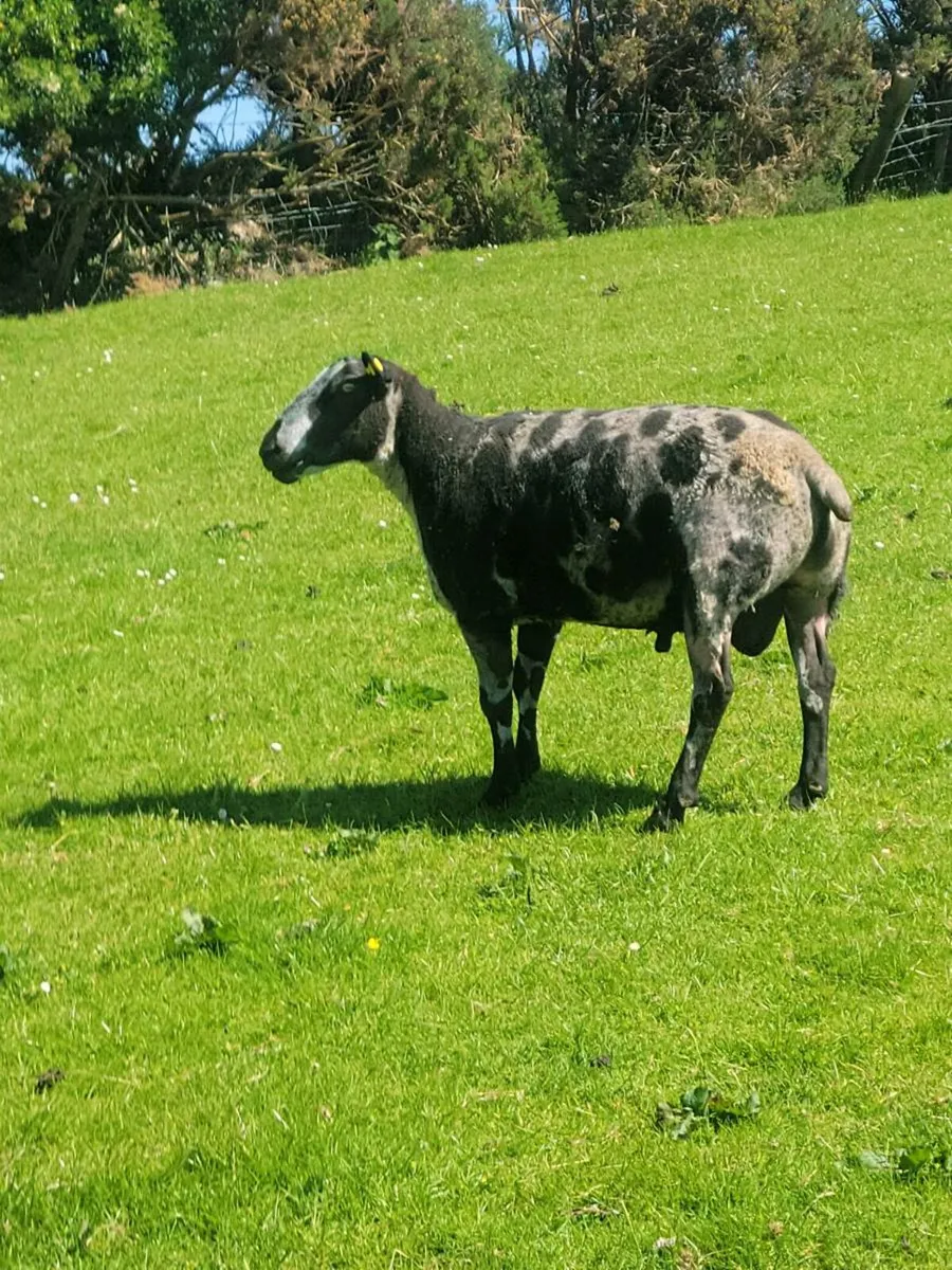 Spotted Dutch ram and two year old rams - Image 4