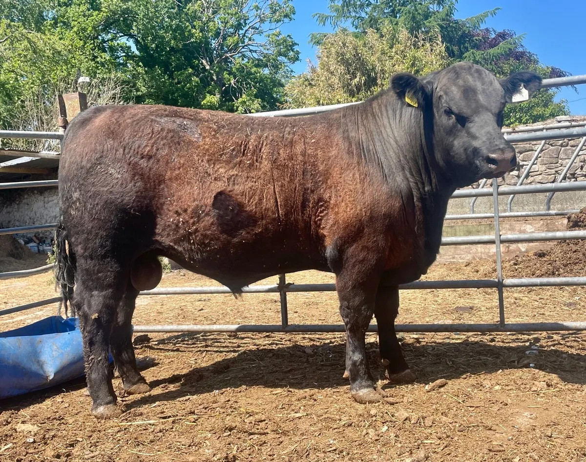 Drumcrow Angus bulls - Image 1