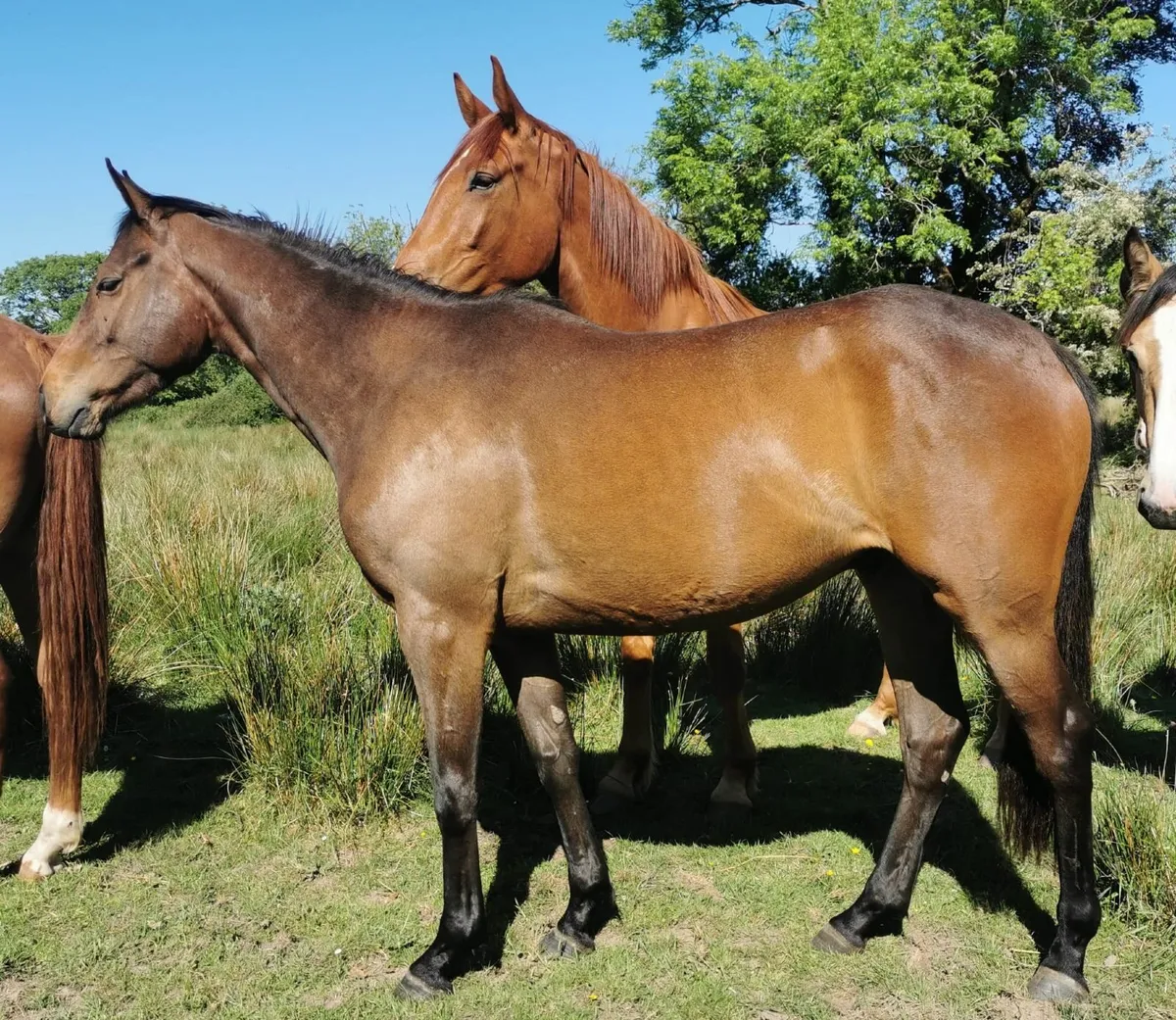 3yr old Kamsin Gelding