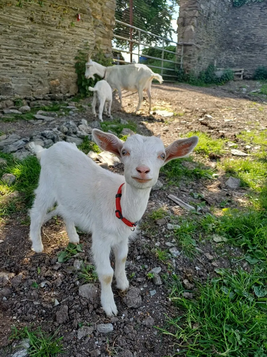 Beautiful Saanen Milking Goat and Kid - Image 4