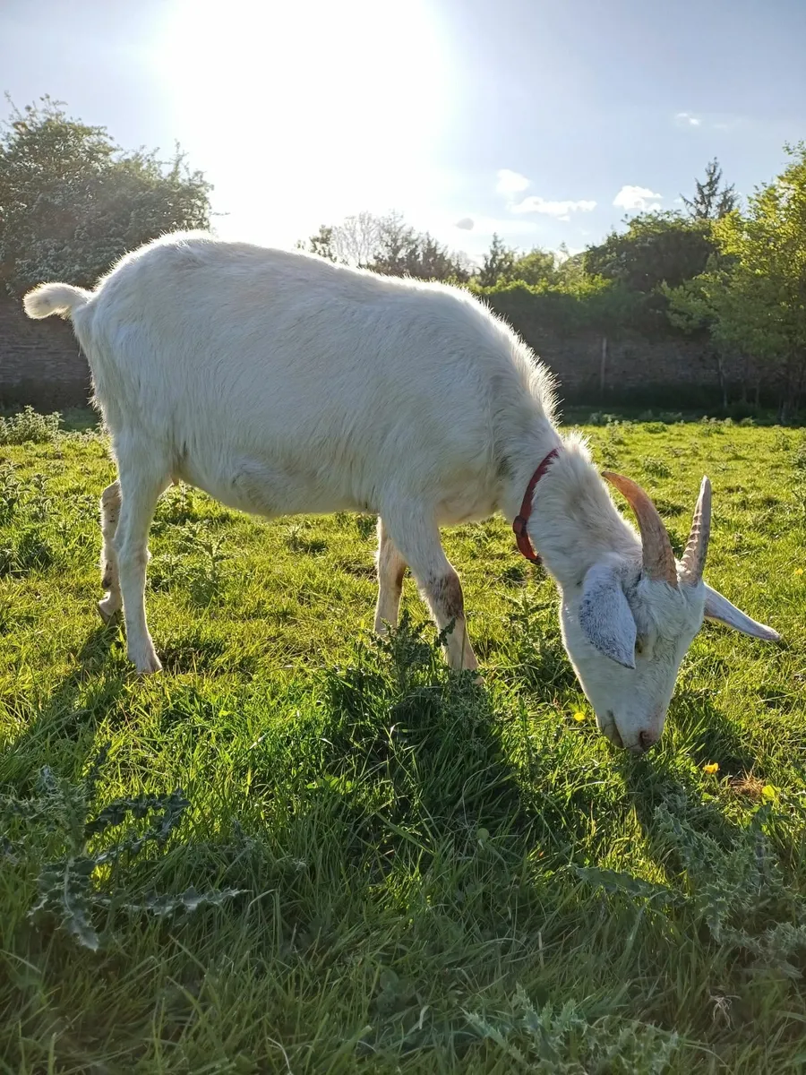 Beautiful Saanen Milking Goat - Image 1
