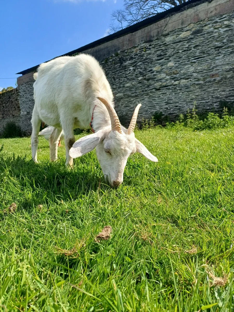 Beautiful Saanen Milking Goat - Image 3