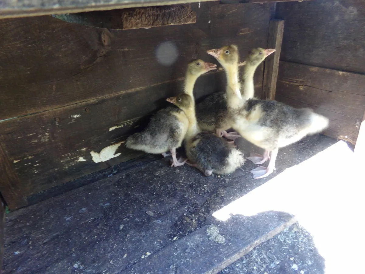 baby chicks - Image 1