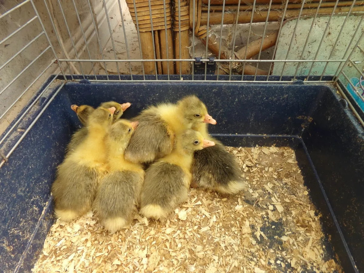 baby chicks - Image 2