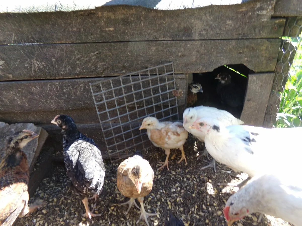 baby chicks - Image 3