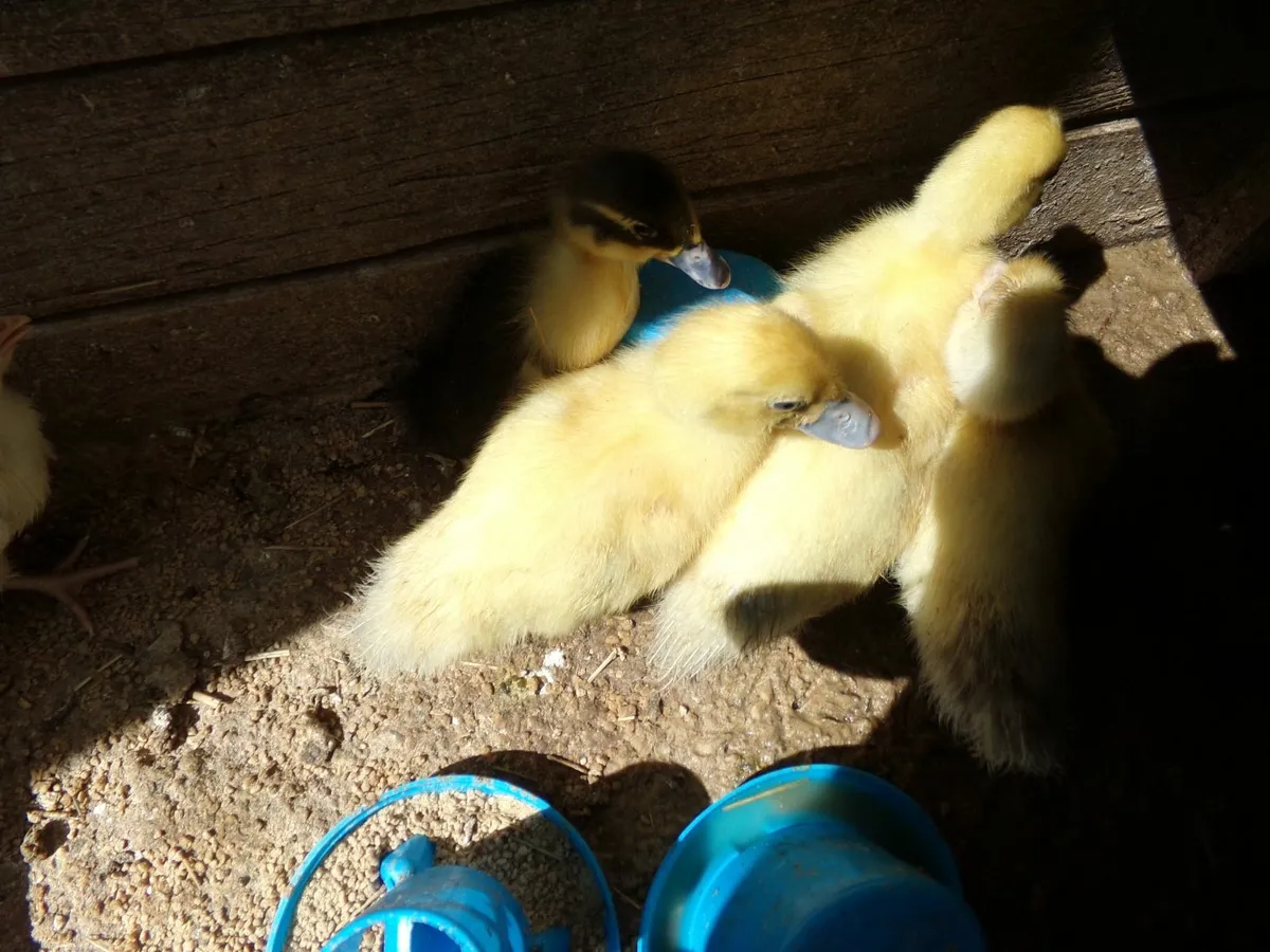 baby chicks - Image 4