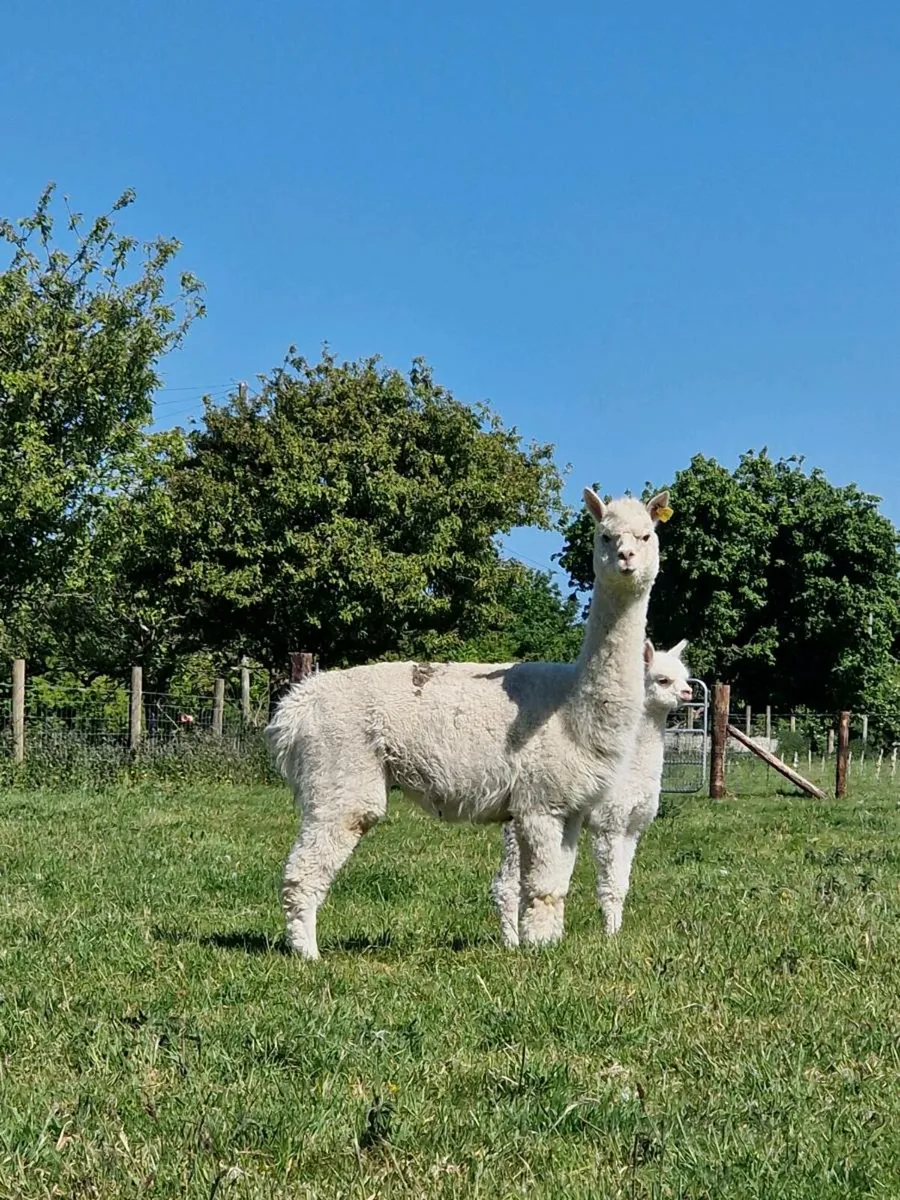Alpacas - Image 1