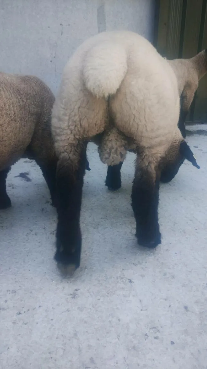 Suffolk ram lamb (one ball!) - Image 4