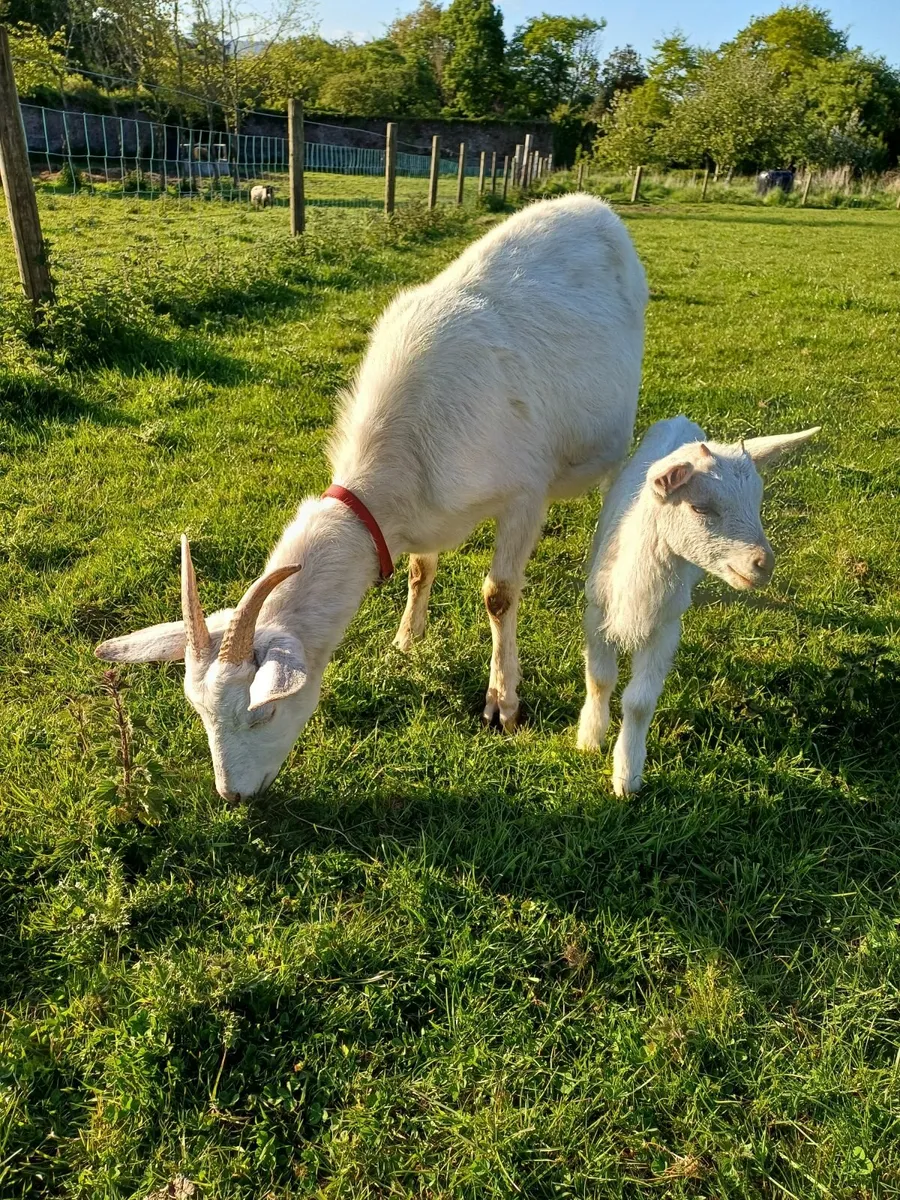 Beautiful Saanen Milking Goat and Kid - Image 1