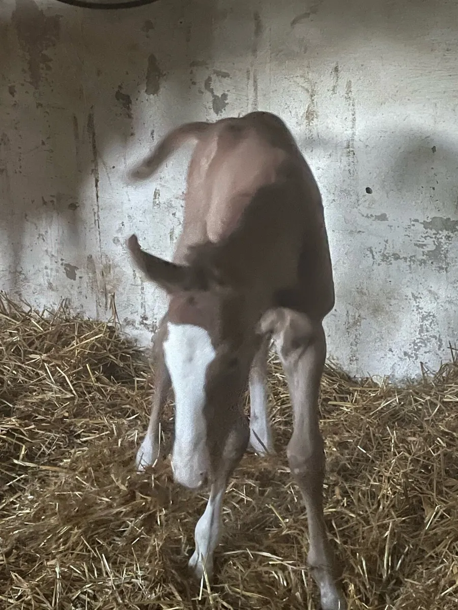 Foal - Image 3