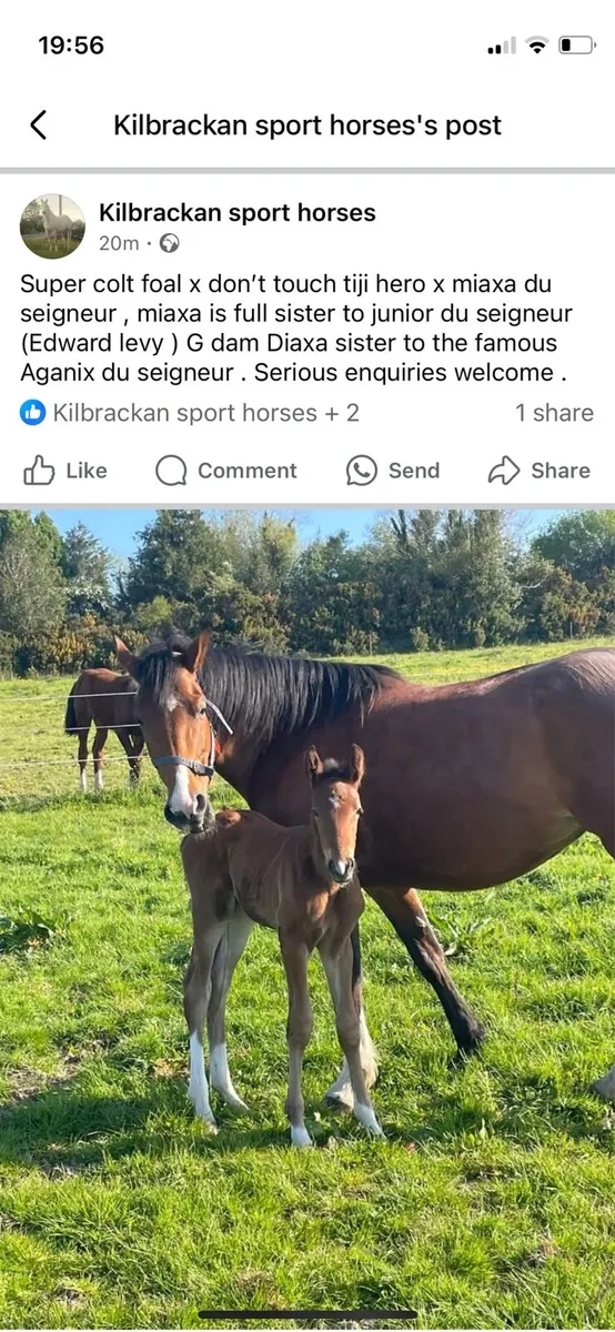 Foal - Image 4