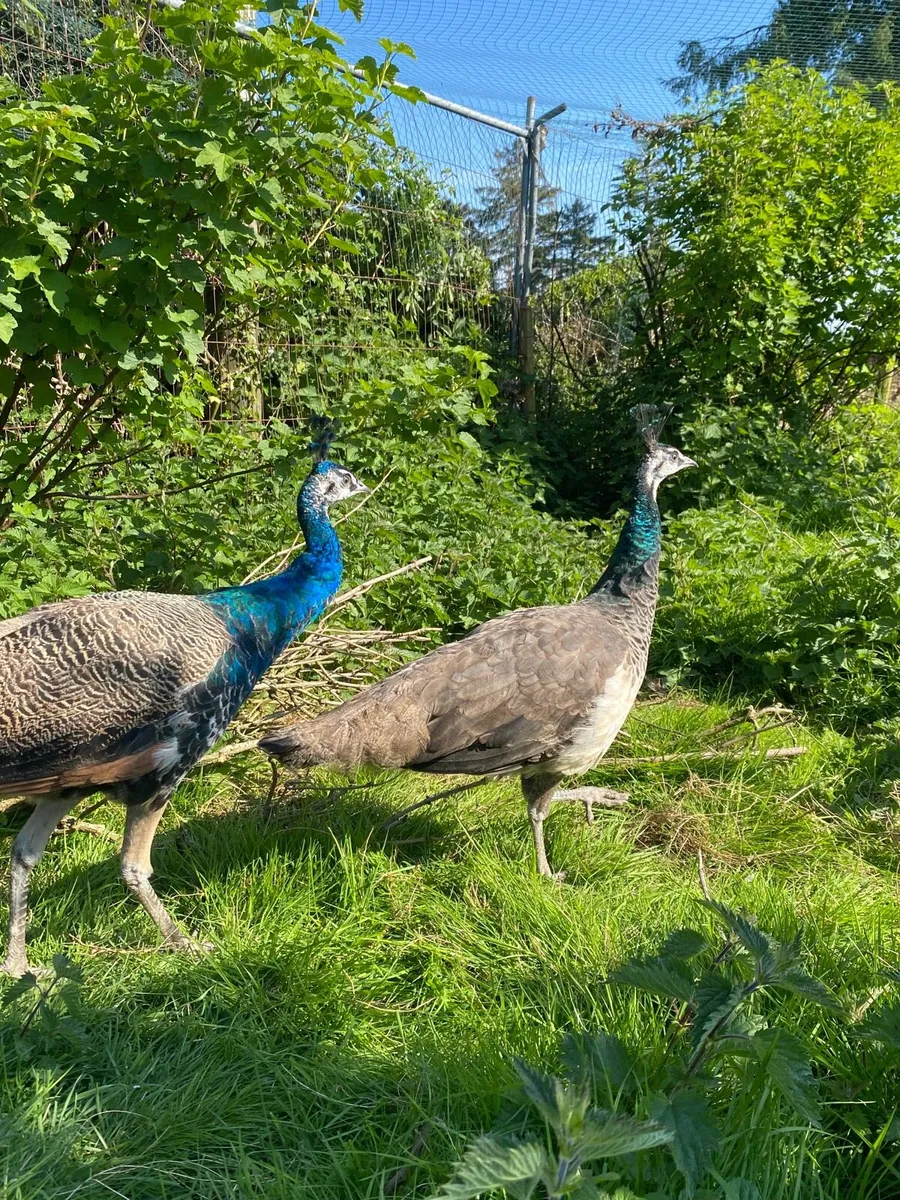 Peafowl - Image 1