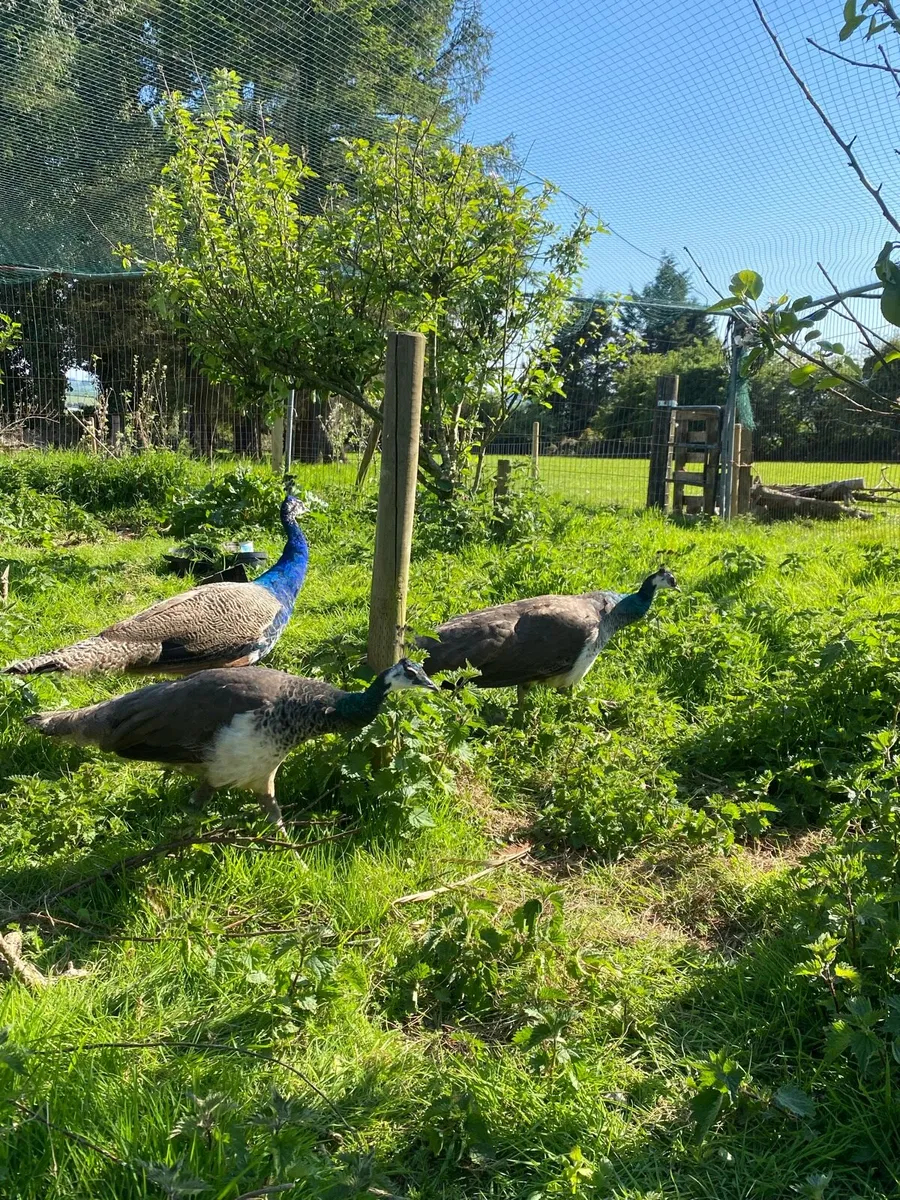 Peafowl - Image 2