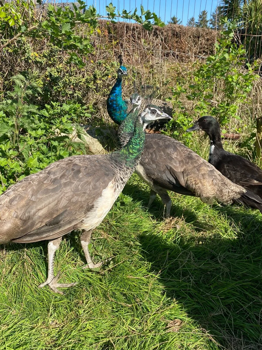 Peafowl - Image 3