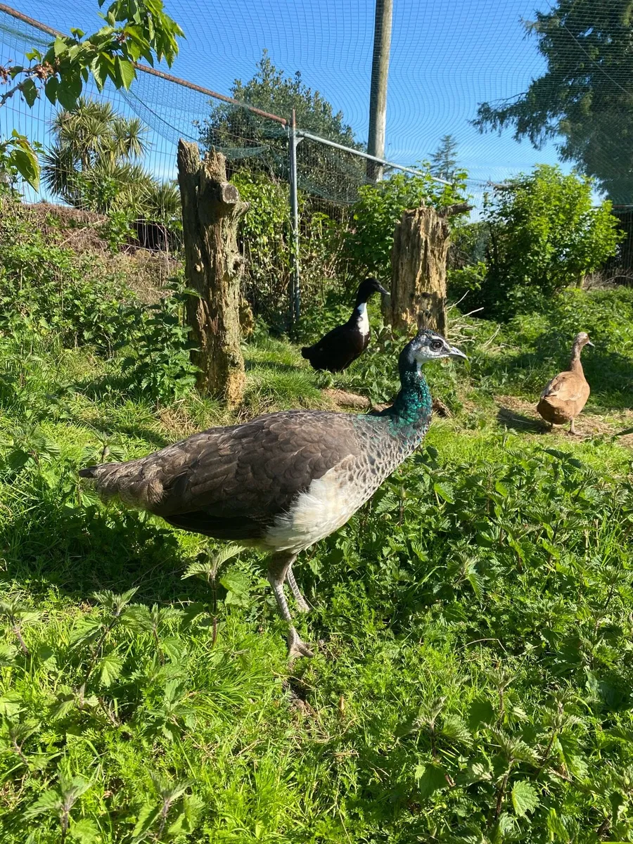 Peafowl - Image 4