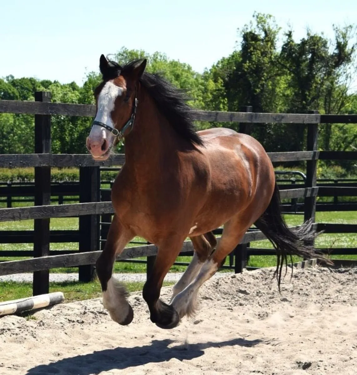 3yo 159cm bay cob gelding - Image 1