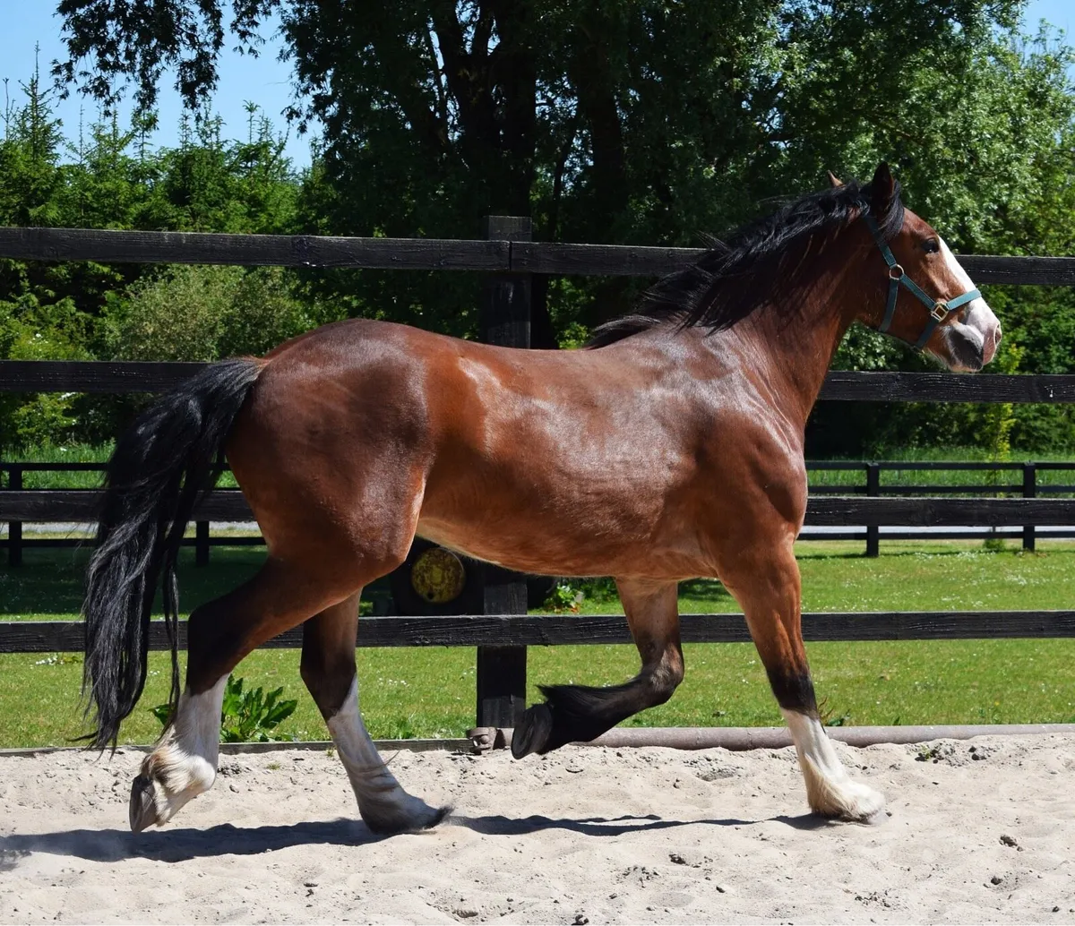 3yo 159cm bay cob gelding - Image 2