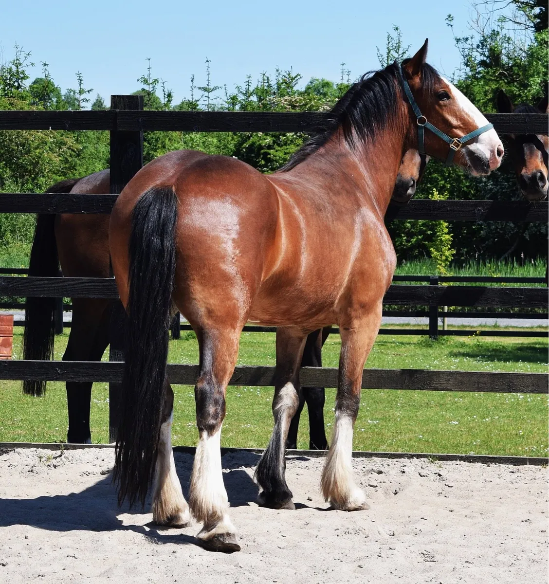 3yo 159cm bay cob gelding - Image 3