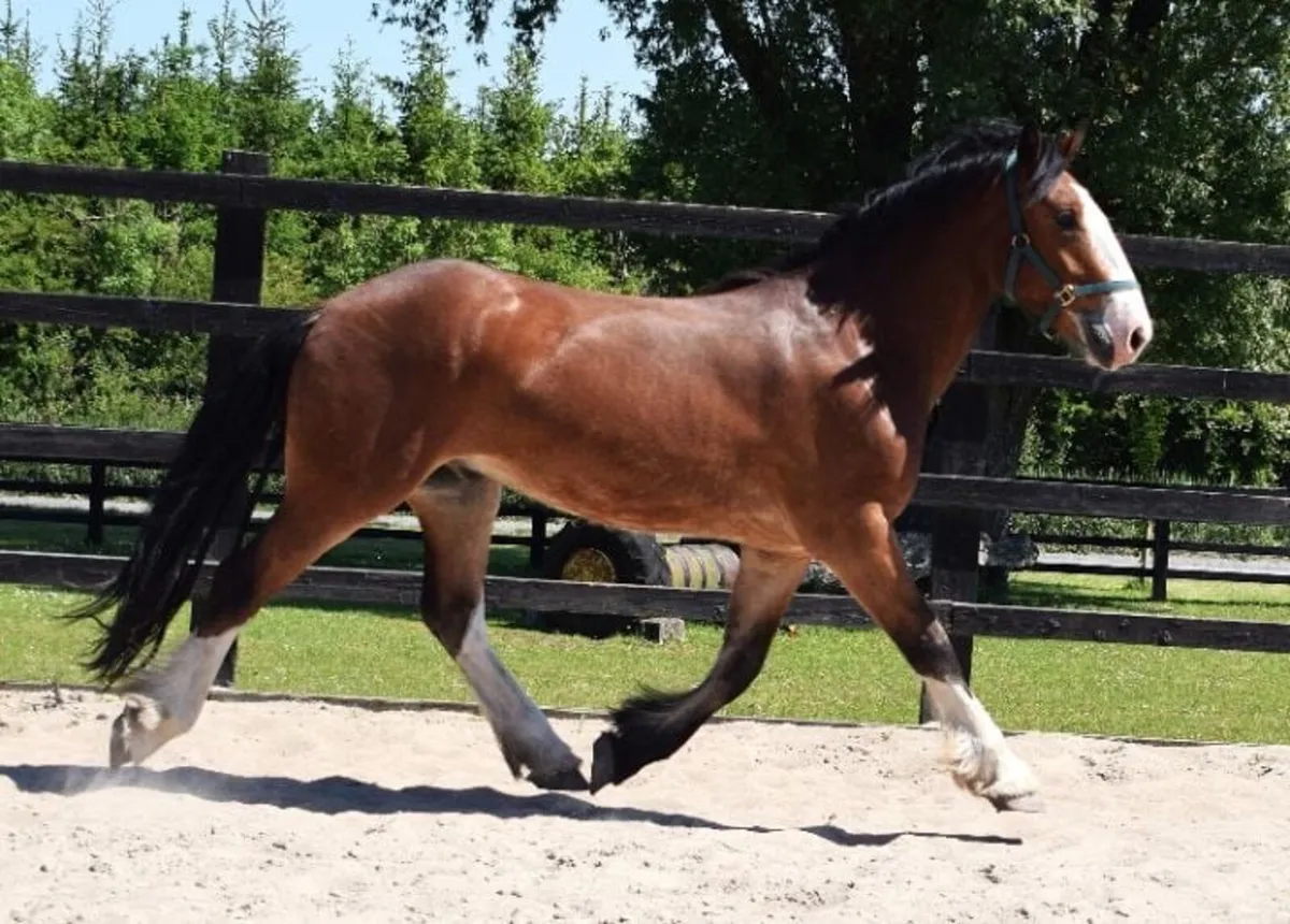 3yo 159cm bay cob gelding - Image 4