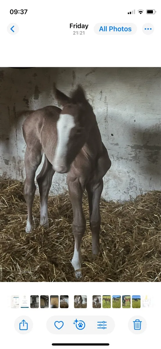 Foal - Image 1