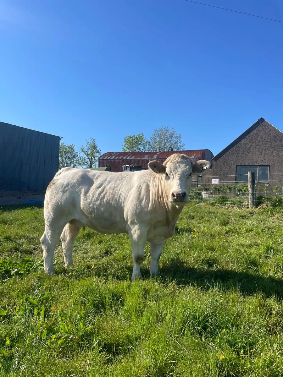 Super cow and calf - Image 2
