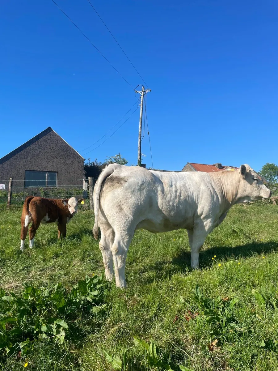 Super cow and calf - Image 3