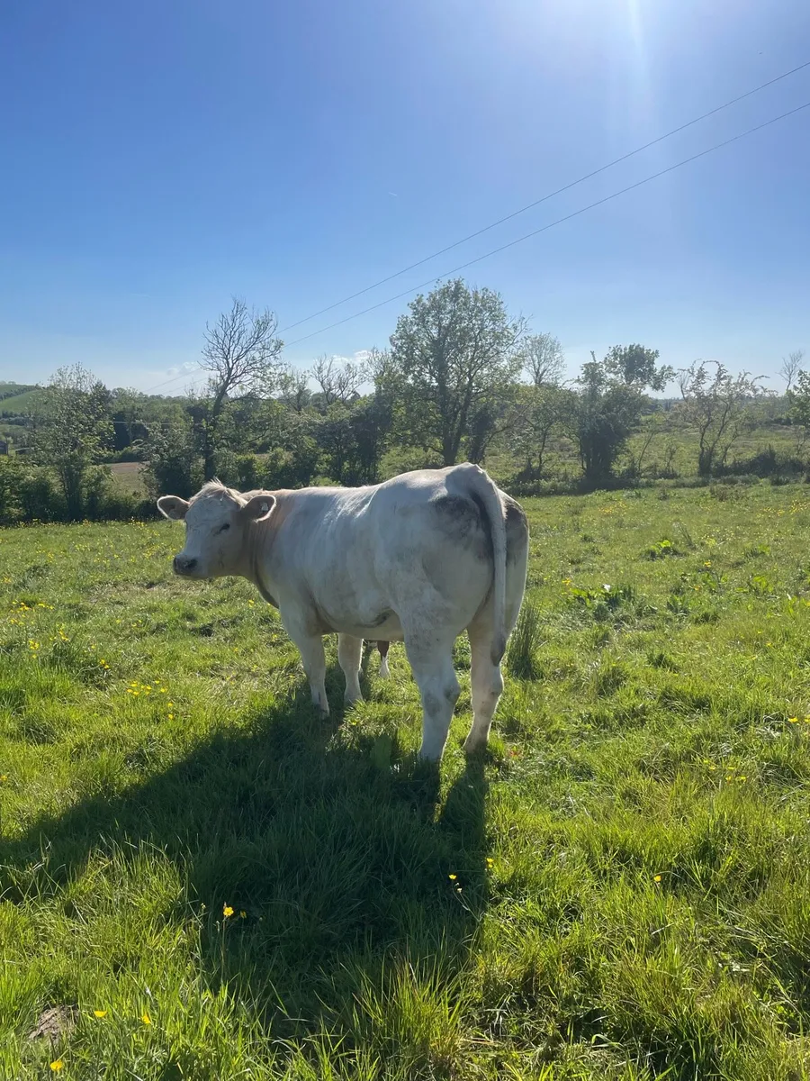 Super cow and calf - Image 4